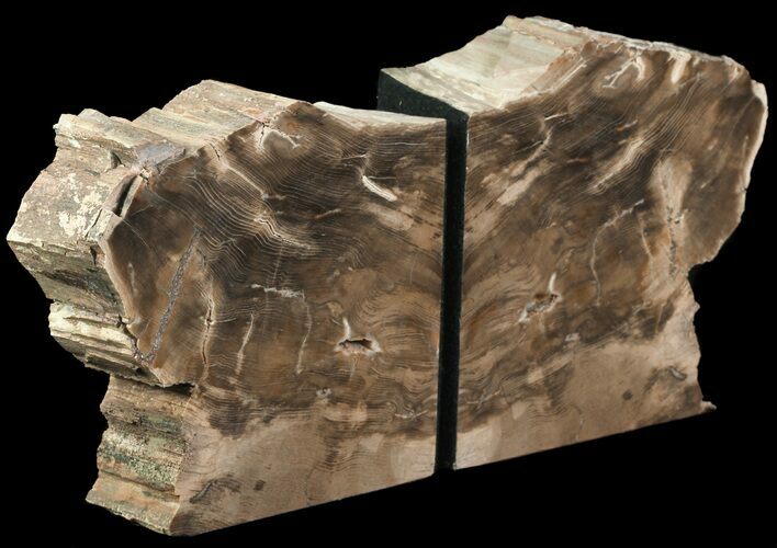 Petrified Wood Bookends - Oregon #65968